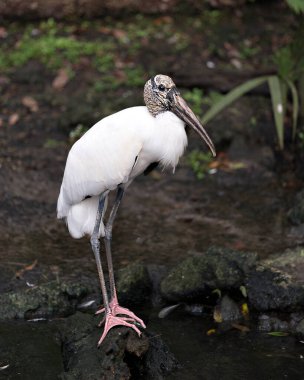Ahşap leylek kuşu yakından profil görüntüsü su kenarında duruyor beyaz tüyler, vücut, kafa, göz, gaga, uzun boyun, uzun bacaklar, çevresindeki beyaz ve siyah tüyler ve çevresini gösteriyor..