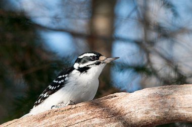 Ağaçkakan kuşu, bir dalın üzerine tünemiş ve çevresindeki bokeh bir arka plan ve ormanla çevrelenmiş. .