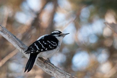 Ağaçkakan kuşu vücudunu ortaya çıkarırken tünemiş, çevresindeki tüyler ve bulanık bir arka planla ormanda sarılmış..