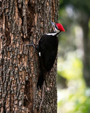 Ağaçkakan kuşu gövdesini gösteren bir ağaca tünemiş. Tüyleri kendi ortamında ve ormanın içinde bokeh bir arka planda..
