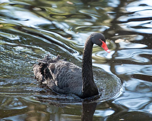 Pássaro Cisne Negro Água Expondo Seu Corpo Cabeça Bico Olho — Fotografia de Stock