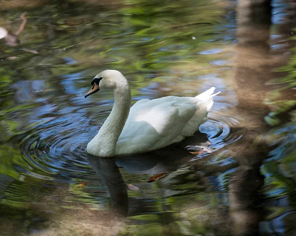 Vit Svanfågel Vattnet Exponerar Sin Kropp Huvud Näbb Öga Sprida — Stockfoto