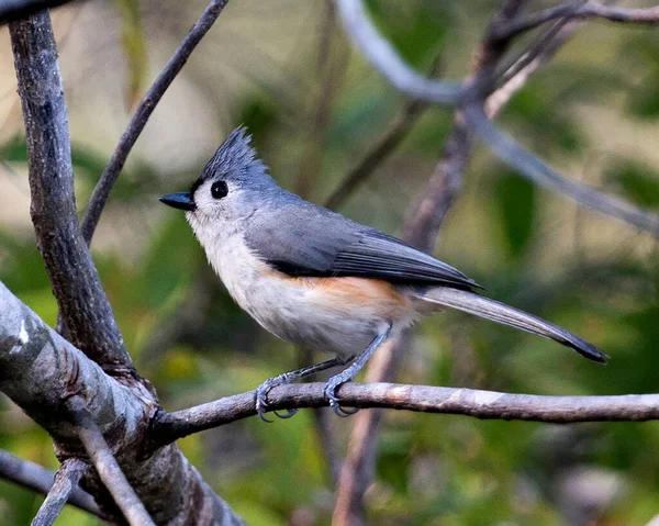 Titmouse bird close-up side profile view perched on a branch with bokeh background in its environment and surrounding.