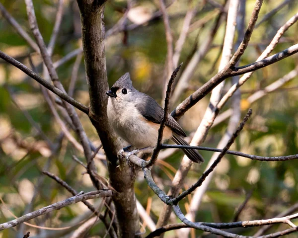 Titmouse Bird Close Profilo Vista Appollaiato Ramo Con Sfondo Bokeh — Foto Stock