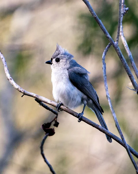 Titmouse Bird Close Profile View Empoleirado Ramo Com Fundo Bokeh — Fotografia de Stock