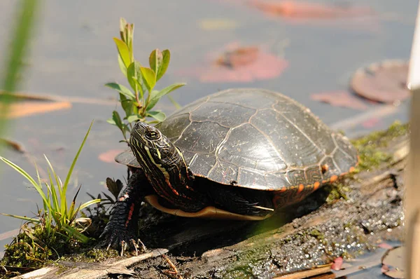 Bemalte Schildkrötenprofilaufnahme Auf Einem Baumstamm Teich Mit Laubhintergrund Und Unscharfem — Stockfoto