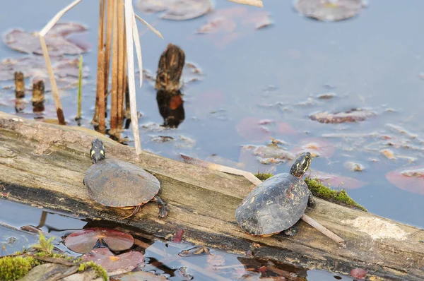 Painted turtles standing on a log with lily pads in the water in their environment and  surrounding.