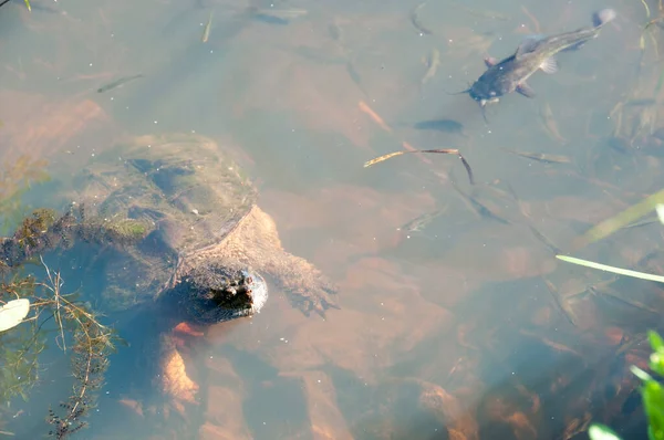 Snapping turtle in the foggy water displaying its turtle shell, head, eye, nose, paws, tail with foliage and rock at the bottom of the river with foliage and minnows and one catfish in its environment and surrounding.