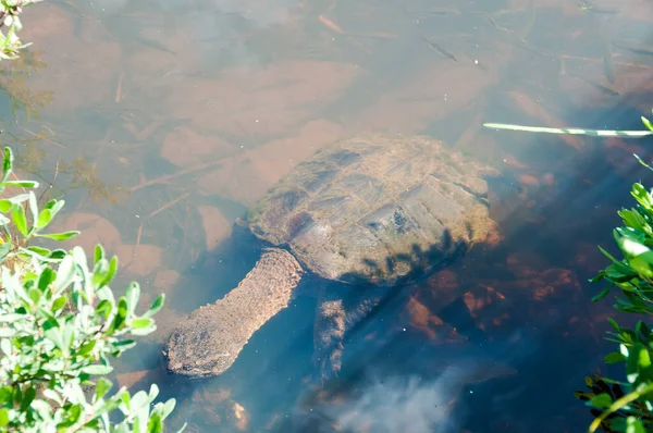 Snapping turtle in the foggy water displaying its turtle shell, head, eye, nose, paws with foliage and rock at the bottom of the river with minnows in its environment and surrounding.