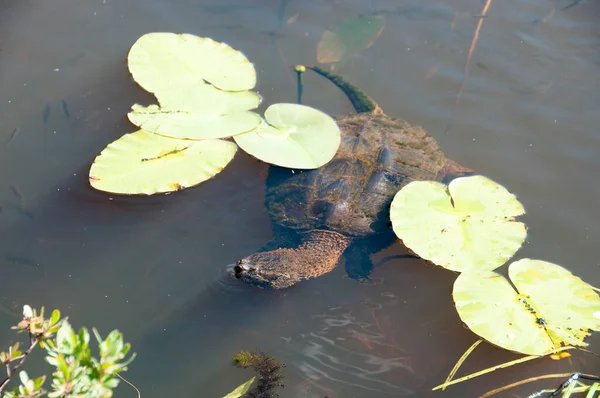 Schildpad Het Mistige Water Dat Zijn Schildpadden Schelp Hoofd Oog — Stockfoto