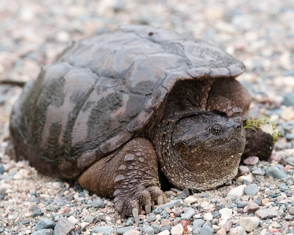 Snapping Turtle sitting on gravel with a bokeh background in its environment and surrounding displaying its turtle shell, paws, head, eye, nose, mouth.