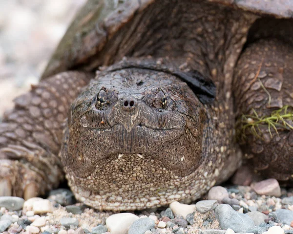 Snapping turtle close-up profile view displaying  turtle shell, head, eyes, nose, paws, tail, with a gravel background  in its environment and surrounding.