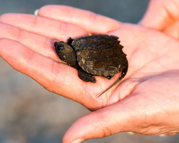 Snapping Turtle baby close-up profile view, sitting on a human hand.  Baby snapping turtle on a human hand.