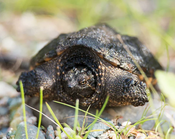 Snapping Turtle Baby Närbild Profil Sitter Grus Med Bokeh Bakgrund — Stockfoto