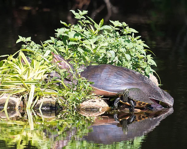 Florida Softshell Želva Kmeni Pozadím Listí Vody Další Malou Želvou — Stock fotografie