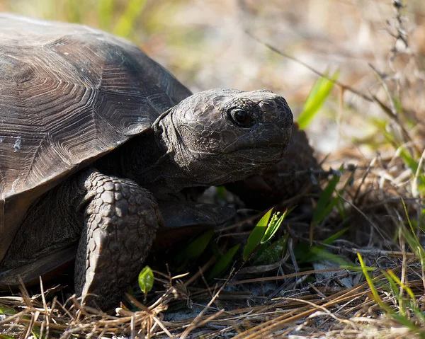 A gopher-tortoise turtle in the field with foliage displaying a close-up profile view of its head, eyes, mouth, paws, turtle shell in its environment and surrounding with a basking sunlight.