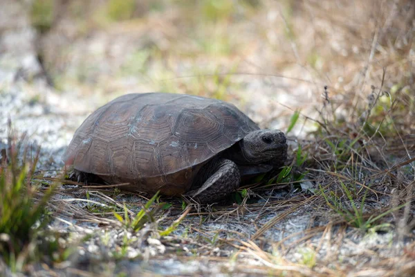 Piggsköldpadda Fältet Med Bladverk Som Visar Närbild Huvud Ögon Mun — Stockfoto