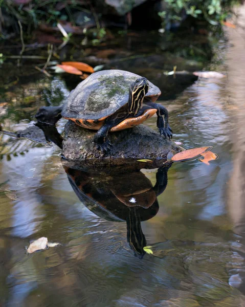 Schildkröte Redbelly Nahaufnahme Profil Ansicht Auf Einem Felsen Wasser Mit — Stockfoto