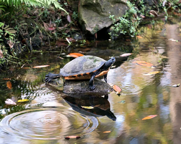 体の殻 葉の背景が周囲と環境に反映された水による岩の上のカメレッドベリークローズアッププロフィール — ストック写真