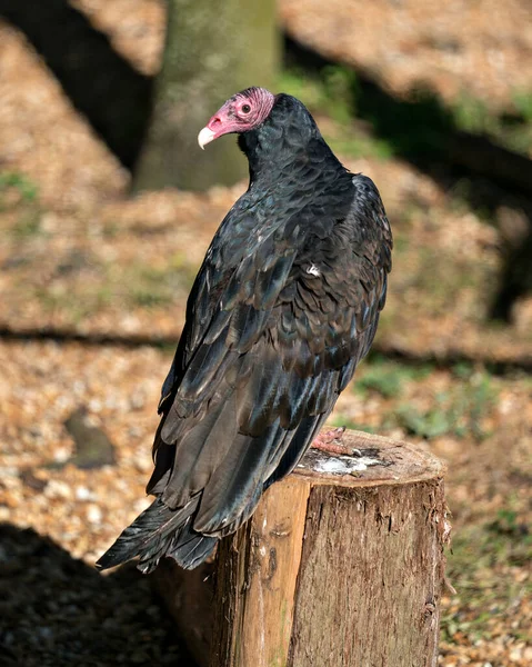 Turkey Vulture bird close up image, perched in profile and exposing its red head, beak, eye and black plumage with a bokeh background in its environment and surrounding.