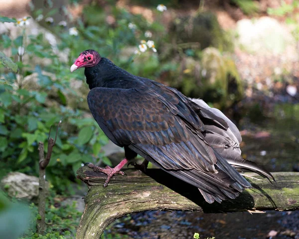 Turkey Vulture bird close up profile photo, perched  displaying  red head, beak, eye, feet, wings and black plumage with a bokeh background in its environment and surrounding.