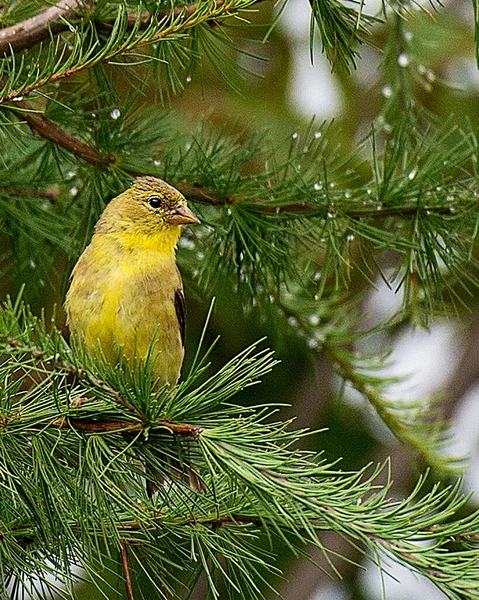 Paruline Oiseau Perché Sur Une Branche Feuilles Avec Fond Flou — Photo