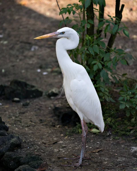 Biała Czapla Ptaków Zbliżenie Profil Widok Wyświetlający Jego Białe Pióra — Zdjęcie stockowe