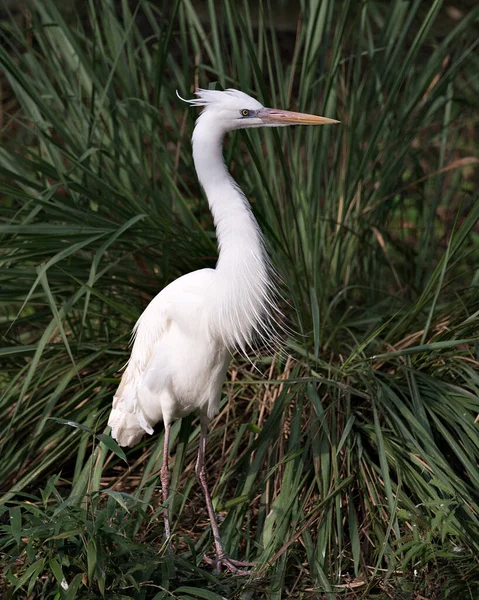 Weißreiher Vogel Nahaufnahme Des Profils Mit Weißem Federkleid Körper Kopf — Stockfoto