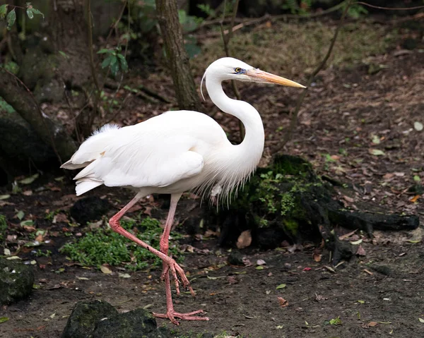 Biała Czapla Ptaków Zbliżenie Profil Widok Wyświetlający Jego Białe Pióra — Zdjęcie stockowe