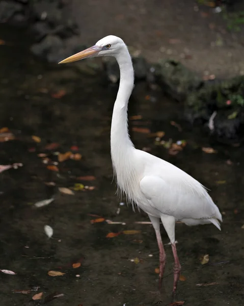 Pássaro Garça Branca Vista Perfil Close Água Exibindo Seu Corpo — Fotografia de Stock
