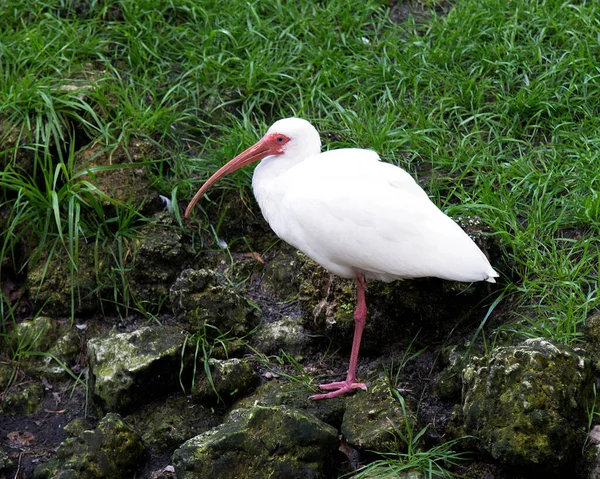 White Ibis Ptak Zbliżenie Profil Widok Tła Liści Jego Otoczeniu — Zdjęcie stockowe