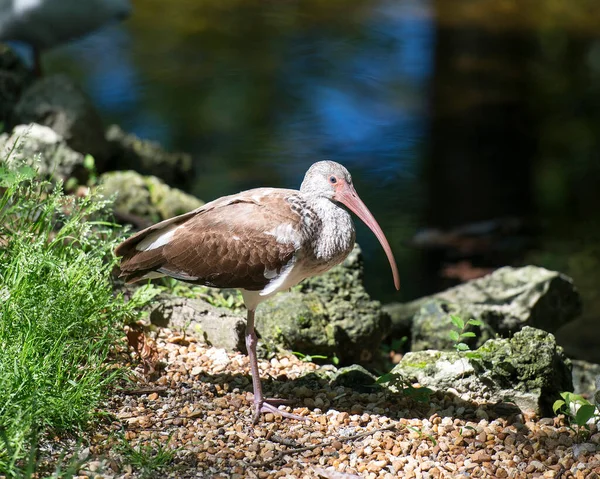 White Ibis Vogel Nahaufnahme Profil Ansicht Mit Einem Unscharfen Hintergrund — Stockfoto