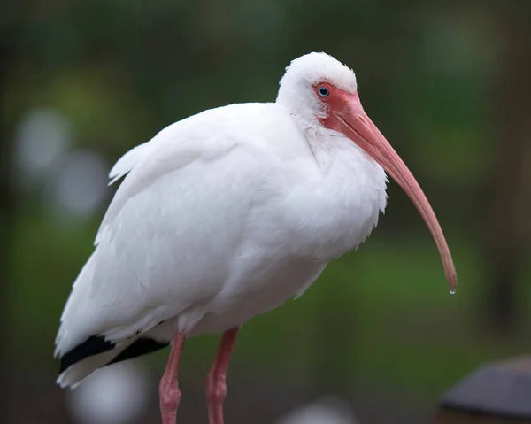 White Ibis Vogel Nahaufnahme Profil Ansicht Zeigt Weißes Gefieder Langen — Stockfoto