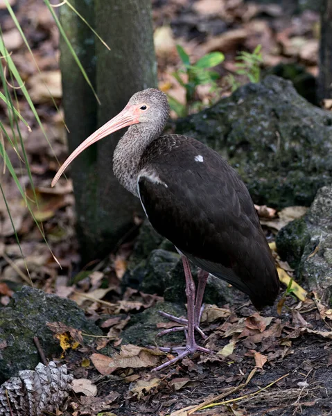 Burung Ibis Putih Remaja Menunjukkan Paruh Panjang Bulu Tubuh Kaki — Stok Foto