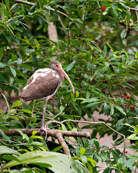 White Ibis Unreifen Vogel Hockt Obstbaumzweig Mit Laub Hintergrund Seiner — Stockfoto