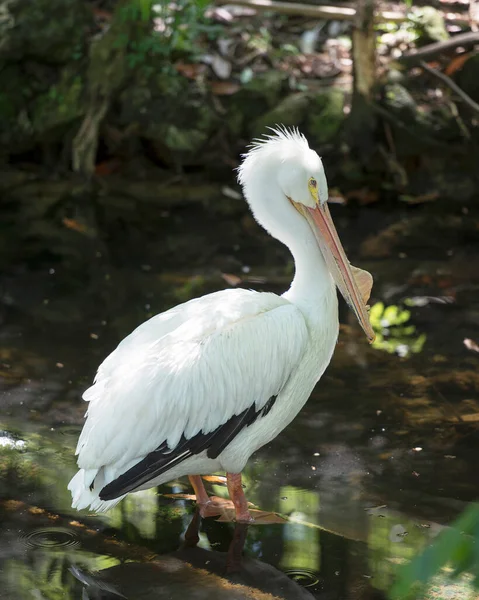 White Pelican Vogel Nahaufnahme Profil Ansicht Wasser Mit Laubhintergrund Zeigt — Stockfoto