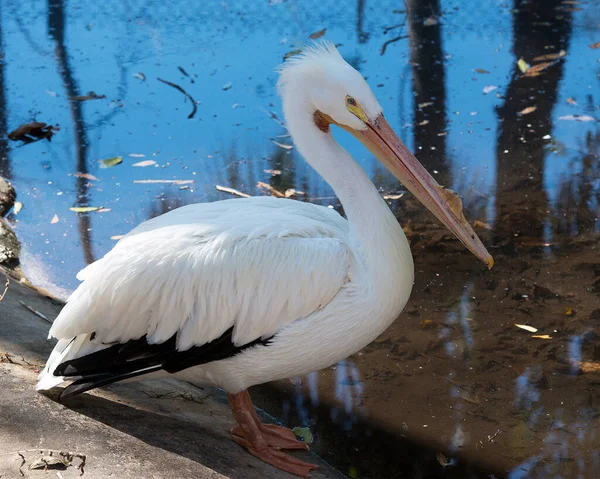 Weißpelikanvogel Nahaufnahme Des Profils Wasser Mit Seinem Schönen Weißen Gefieder — Stockfoto