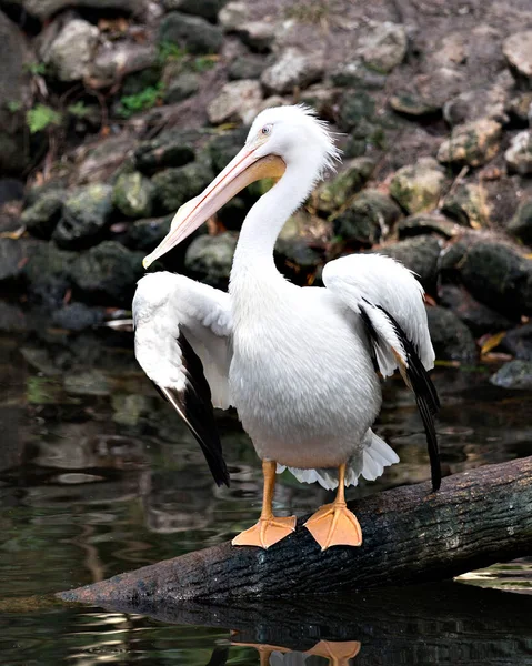 White Pelican Vogel Nahaufnahme Profil Ansicht Steht Auf Einem Baumstamm — Stockfoto