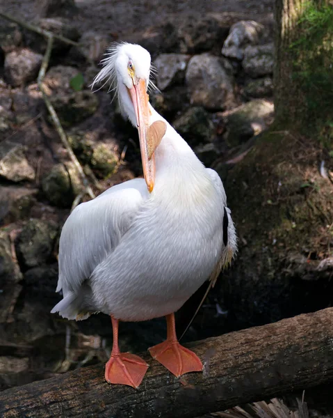 Pájaro Pelícano Blanco Vista Cerca Del Perfil Pie Sobre Tronco —  Fotos de Stock