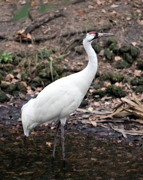Turna Kuşu Gibi Yakın Profil Görüntüsü Çevresindeki Çevresindeki Suyun Içinde — Stok fotoğraf