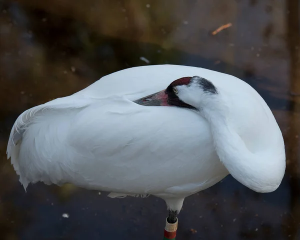 Grue Blanche Vue Profil Rapprochée Reposant Tête Sur Son Corps — Photo