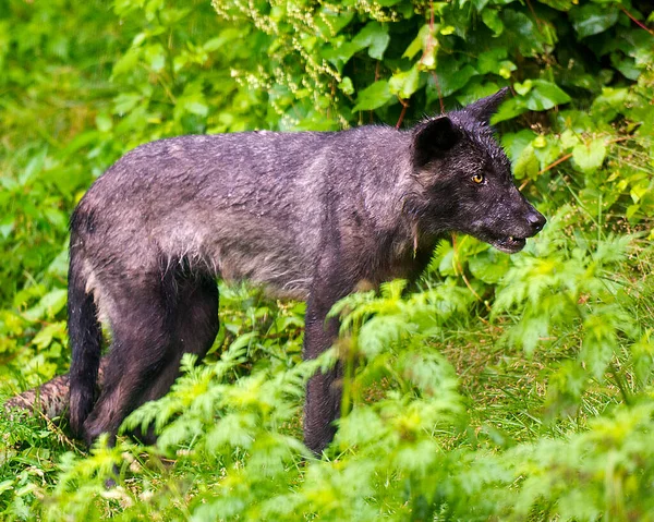 Farkas Állat Közelkép Profil Kilátás Nedves Szőrme Kabát Után Csapadék — Stock Fotó