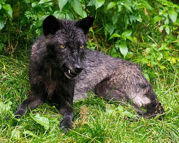 Wolf animal close-up profile view with a wet fur coat after a rainfall in the forest displaying black silver fur coat, head, eyes, ears, muzzle, teeth, paws, in its environment and surrounding with a foliage background