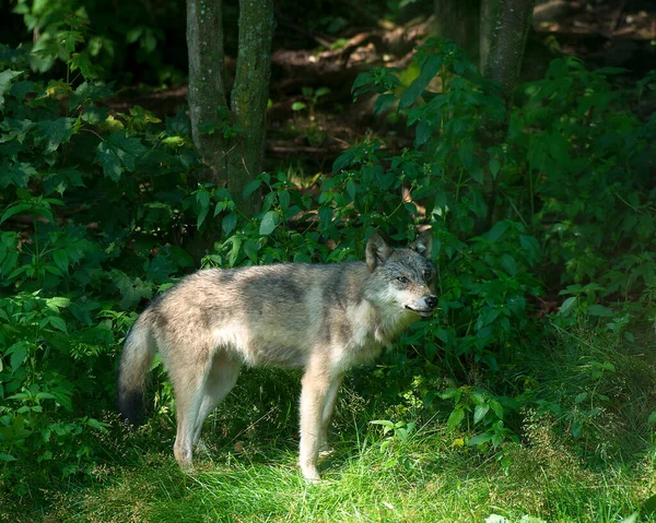 Wolf animal close-up profile view in the forest with a forest and foliage background in its surrounding and environment.