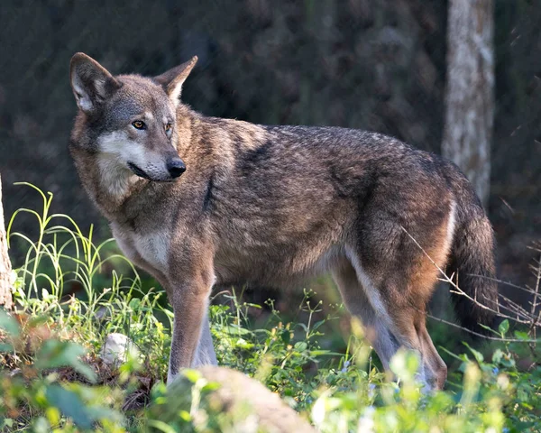늑대붉은 늑대는 자신의 주변의 배경을 가까이 수있는 모습으로 들판을 — 스톡 사진