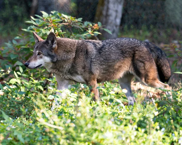 Wolf Red Wolf walking in the field with a close up profile viewing of its body, head, ears, eyes, nose, paws with foliage foreground and background in its environment and surrounding.