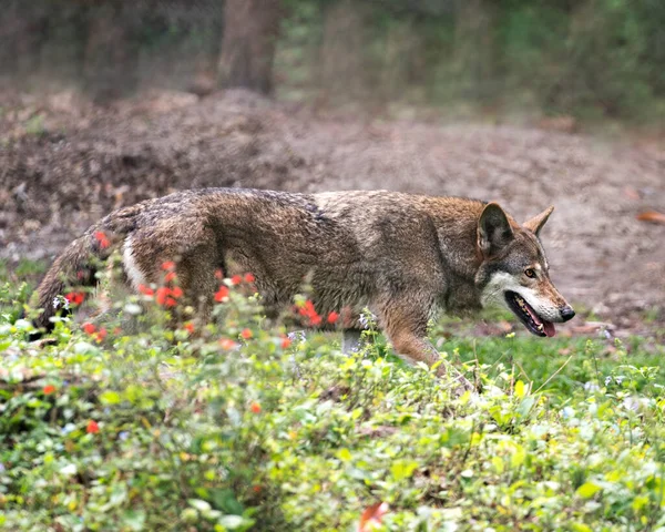 Red Wolf close-up profile view foraging in the forest, displaying brown fur, head, ears, eyes, nose, with a blur background in its environment and surrounding.