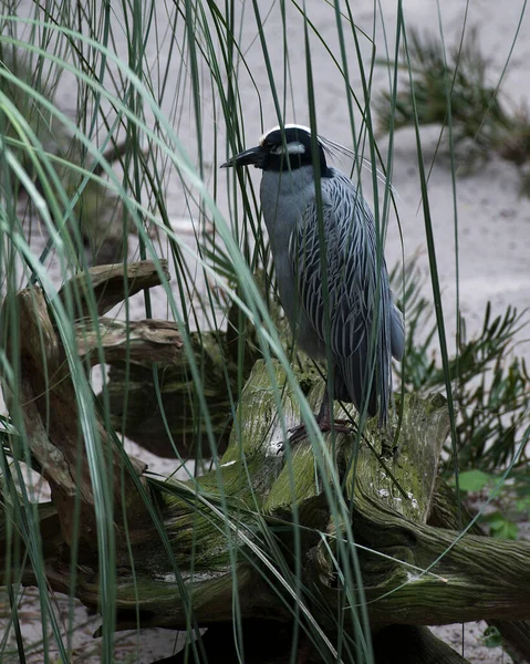 Geel Gekroonde Night Heron Close Profielweergave Met Gebladerte Dicht Bij — Stockfoto