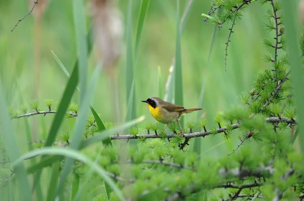 Gelbkehlchen Vogelprofil Ansicht Mit Bokeh Hintergrund Und Immergrüner Umgebung — Stockfoto