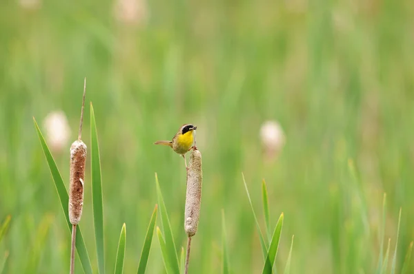 Sarı Boğazlı Kuş Kuyruk Bitkisinin Üzerine Tünemiş Böcek Profil Görüşü — Stok fotoğraf